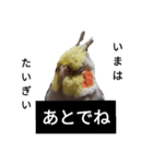 newオカメインコのそらちゃん（個別スタンプ：14）