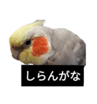 newオカメインコのそらちゃん（個別スタンプ：15）