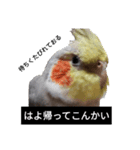 newオカメインコのそらちゃん（個別スタンプ：16）
