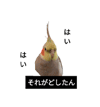 newオカメインコのそらちゃん（個別スタンプ：17）