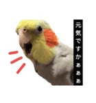 newオカメインコのそらちゃん（個別スタンプ：18）
