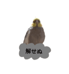 newオカメインコのそらちゃん（個別スタンプ：19）
