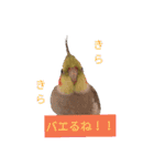 newオカメインコのそらちゃん（個別スタンプ：20）