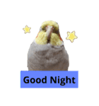 newオカメインコのそらちゃん（個別スタンプ：21）