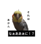 newオカメインコのそらちゃん（個別スタンプ：23）