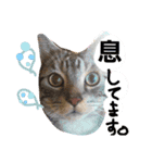 藤本famすたんぷ（個別スタンプ：8）