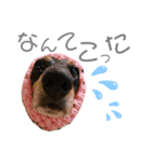 パーシーくん（個別スタンプ：3）