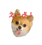 うちの子シリーズチワワ（個別スタンプ：3）