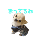 うちの子シリーズチワワ（個別スタンプ：4）