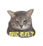 ねこちゃんまいにち（個別スタンプ：2）