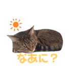 ねこちゃんまいにち（個別スタンプ：3）
