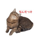 ねこちゃんまいにち（個別スタンプ：5）