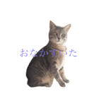 ねこちゃんまいにち（個別スタンプ：6）