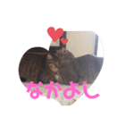 ねこちゃんまいにち（個別スタンプ：7）