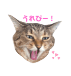ねこちゃんまいにち（個別スタンプ：8）
