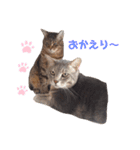 ねこちゃんまいにち（個別スタンプ：9）