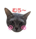 ねこちゃんまいにち（個別スタンプ：12）
