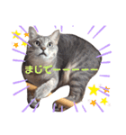 ねこちゃんまいにち（個別スタンプ：13）