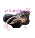 ねこちゃんまいにち（個別スタンプ：14）