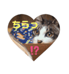 ねこちゃんまいにち（個別スタンプ：15）
