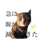 ねこちゃんまいにち（個別スタンプ：16）