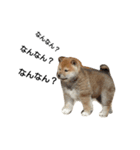 柴犬 剛気（リキ)のスタンプ（個別スタンプ：1）