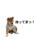 柴犬 剛気（リキ)のスタンプ（個別スタンプ：2）