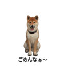 柴犬 剛気（リキ)のスタンプ（個別スタンプ：4）