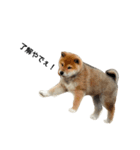 柴犬 剛気（リキ)のスタンプ（個別スタンプ：5）
