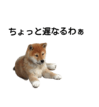 柴犬 剛気（リキ)のスタンプ（個別スタンプ：6）