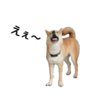 柴犬 剛気（リキ)のスタンプ（個別スタンプ：7）
