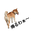 柴犬 剛気（リキ)のスタンプ（個別スタンプ：8）