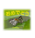 シジミチョウのスタンプ（個別スタンプ：1）