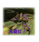 シジミチョウのスタンプ（個別スタンプ：2）