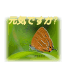 シジミチョウのスタンプ（個別スタンプ：4）