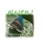 シジミチョウのスタンプ（個別スタンプ：5）