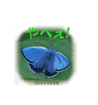 シジミチョウのスタンプ（個別スタンプ：7）