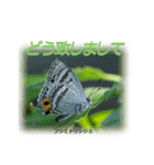 シジミチョウのスタンプ（個別スタンプ：8）