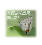 シジミチョウのスタンプ（個別スタンプ：9）
