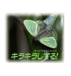 シジミチョウのスタンプ（個別スタンプ：10）