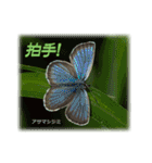 シジミチョウのスタンプ（個別スタンプ：13）
