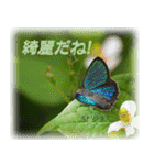 シジミチョウのスタンプ（個別スタンプ：17）