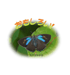 シジミチョウのスタンプ（個別スタンプ：18）