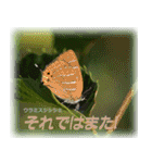 シジミチョウのスタンプ（個別スタンプ：23）