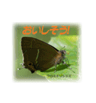 シジミチョウのスタンプ（個別スタンプ：27）