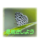 シジミチョウのスタンプ（個別スタンプ：30）