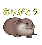 カワウソ家族の生活 (日本語)（個別スタンプ：12）