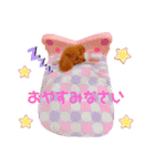 トイプードルぷりんのスタンプ3（個別スタンプ：2）