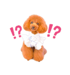 トイプードルぷりんのスタンプ3（個別スタンプ：3）