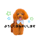 トイプードルぷりんのスタンプ3（個別スタンプ：5）
